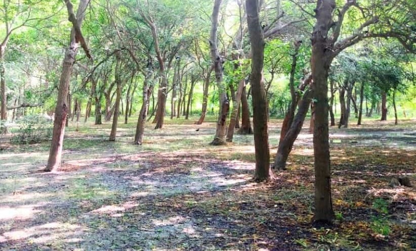 Changa Manga Forest Trees and Plants